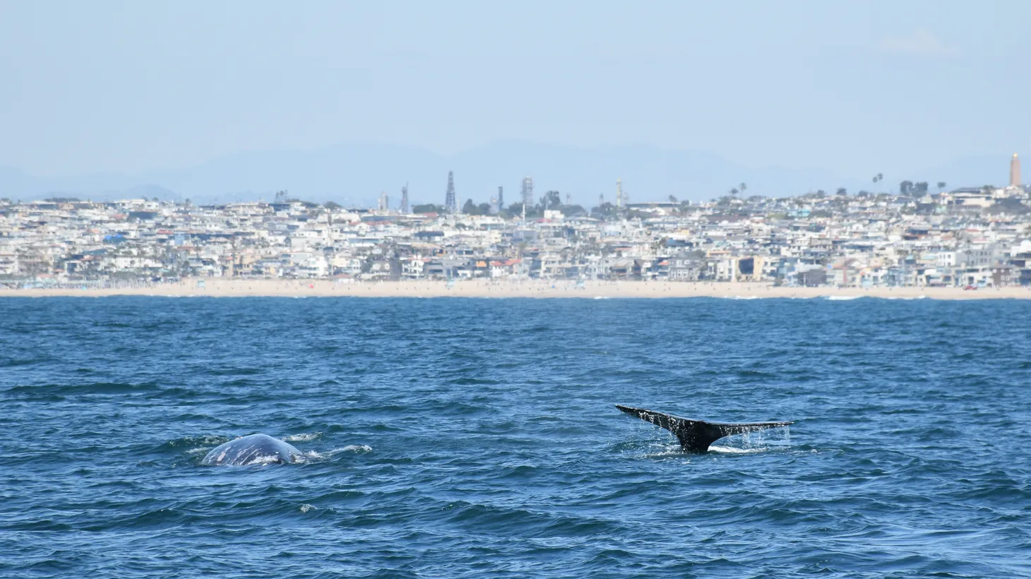 Two gray whales swim off of the South Bay beaches in Santa Monica Bay in March 2022.