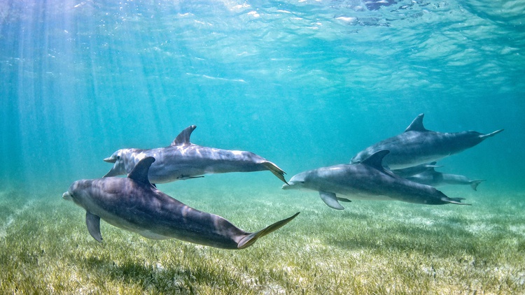 Navy-trained dolphins helped serve the US. What can they now teach us about aging?