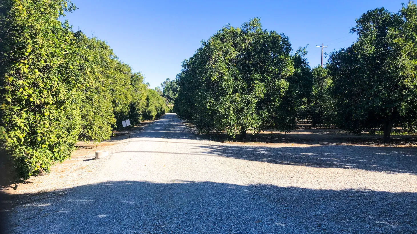 “When you walk into this orange grove … you walk into a time capsule. You look in every direction and you see oranges. You feel like you’re in another era. And when this is gone, that history will be gone,” City Councilmember Bob Blumenfield says of Bothwell Ranch.