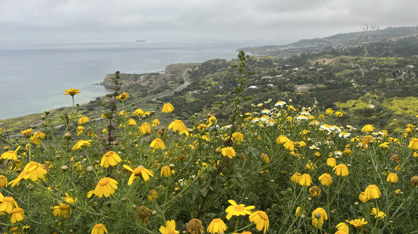 uring the spring, the reserves in Rancho Palos Verdes are filled with yellow wildflowers. This is the view from the top of the Portuguese Bend Reserve in April 2023, looking down toward Abalone Cove.