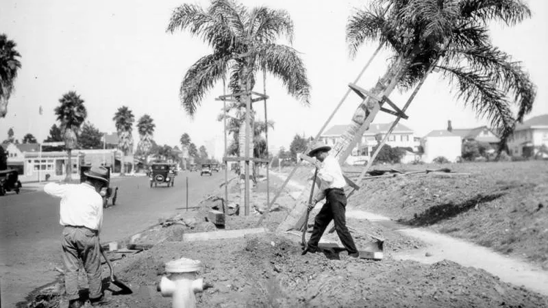 People plant full-grown palm trees along Wilshire Blvd, between Western and Wilton. They come complete with bracing to hold them upright in the ground. 1926.