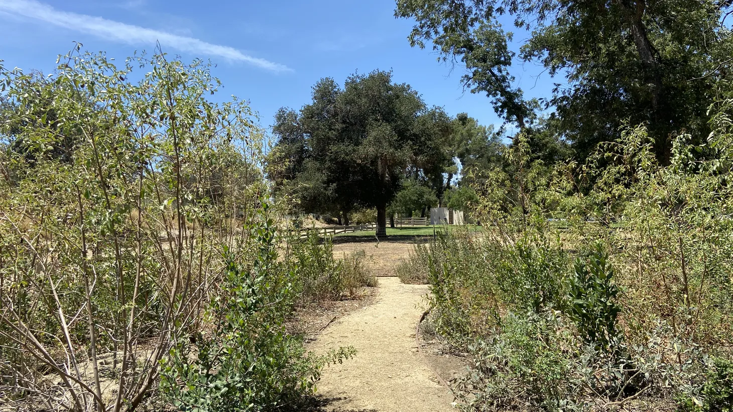 One year after Katherine Pakradouni helped plant this microforest, it continues to grow and provide a habitat for various creatures in Griffith Park. Her goal is to have many more microforests planted around greater LA in the coming years."