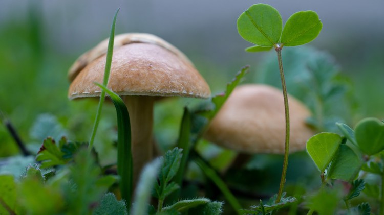 It’s not just poppies that grow abundantly after heavy rains in Southern California. Mushrooms like it too, and foragers are on the hunt to find them.