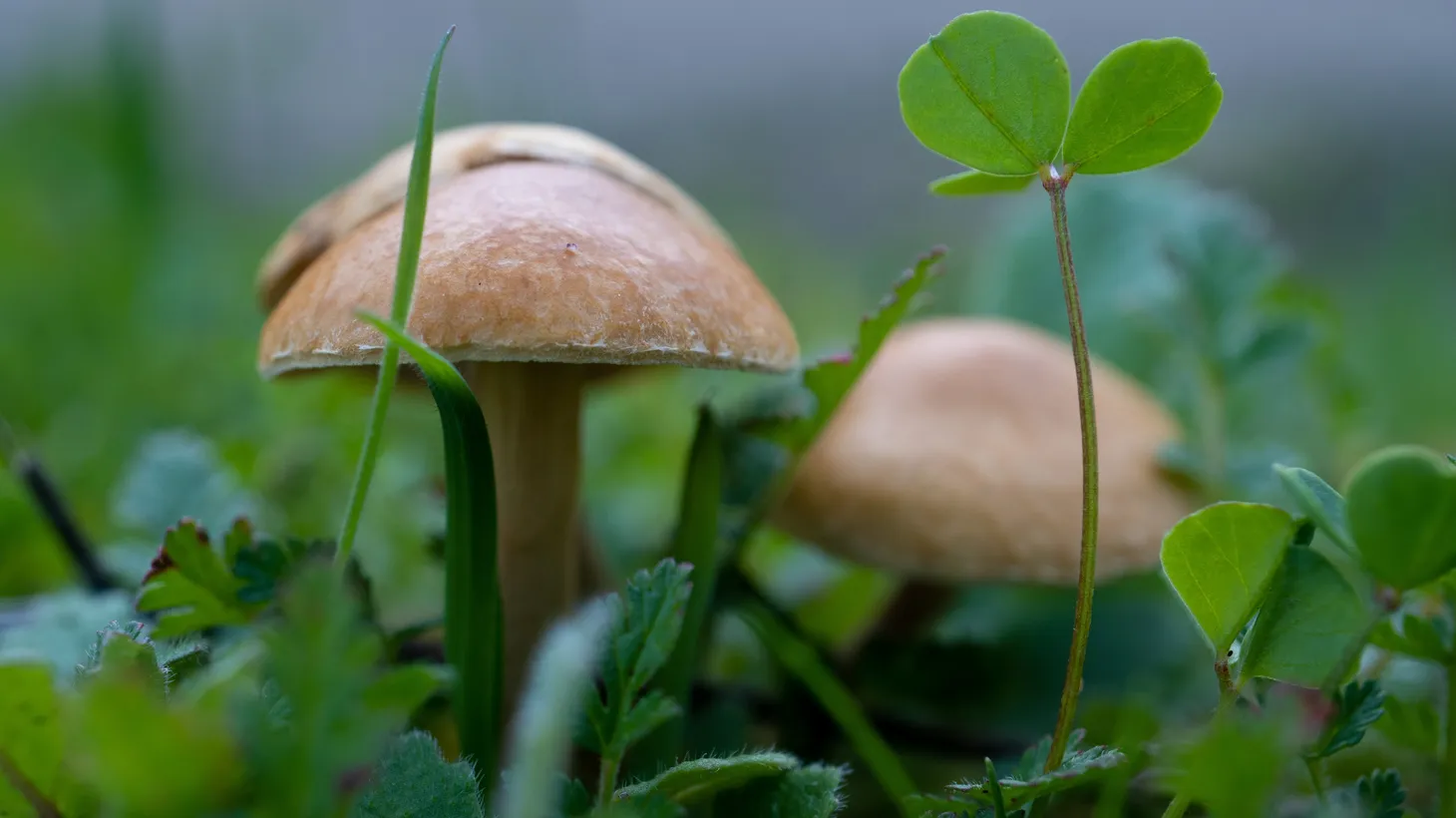 Wild mushrooms grow in Los Angeles.