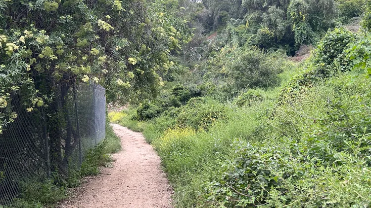 Which wild plants can you find and eat in LA?