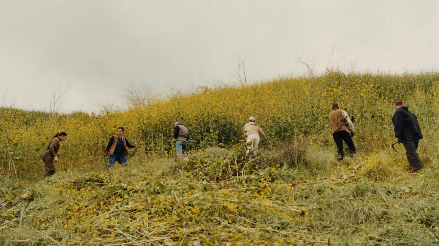 People harvest mustard plants to use as dyes for Older Brother.