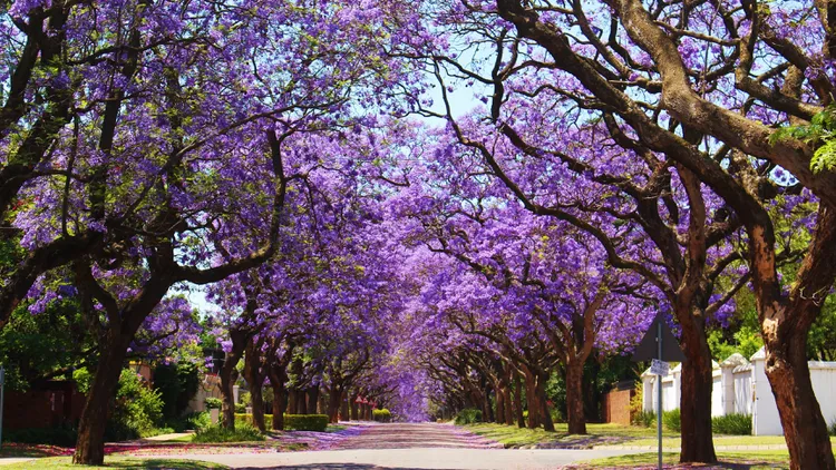 Festive and messy jacaranda trees are usually blooming this year. But it’s already late May, and some Angelenos are wondering where those purple leaves are.