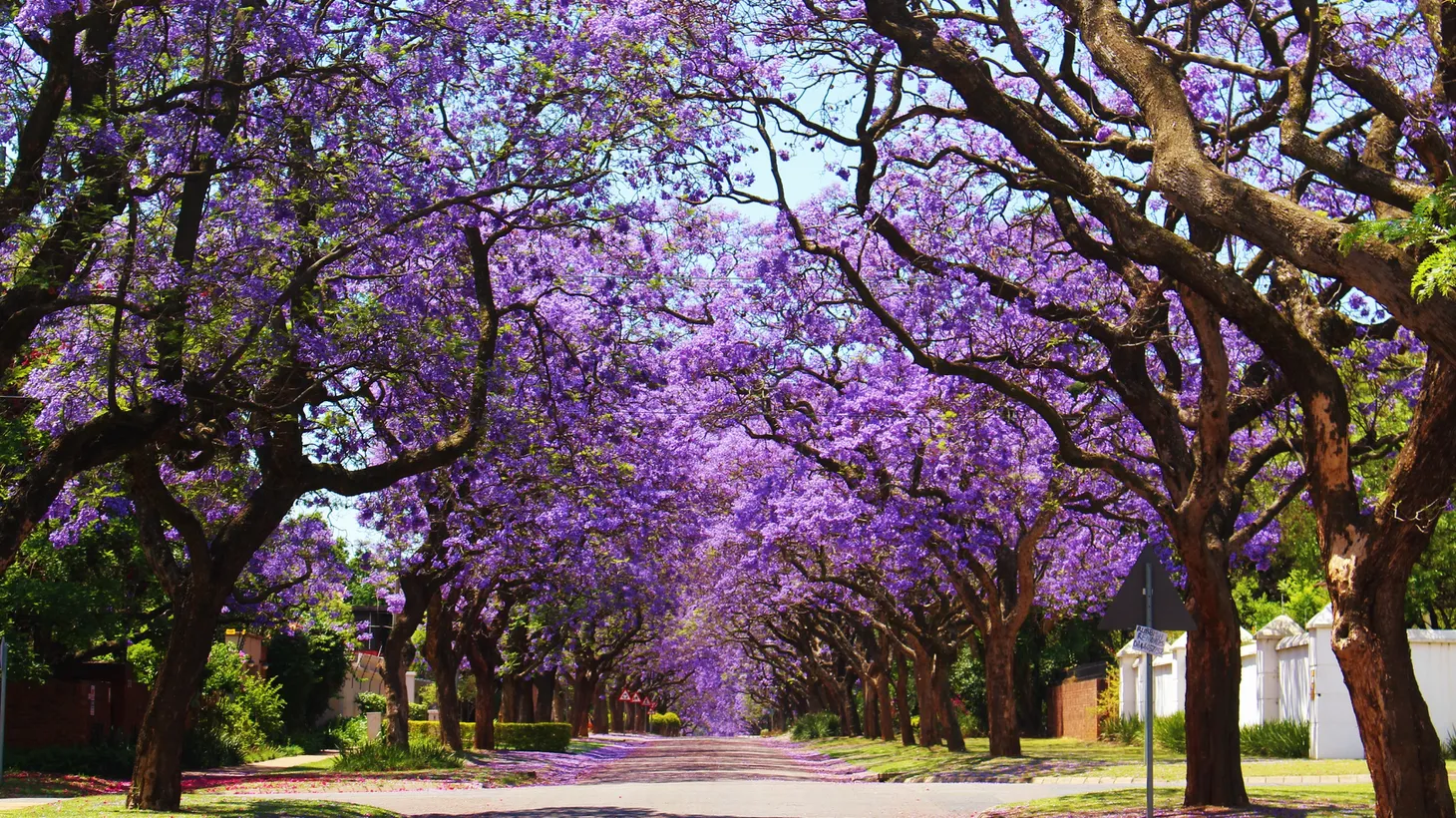 Jacaranda trees are known for their distinctive purple colors and sweet smell.