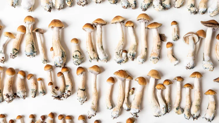 If signed into law, a new bill would make it legal to possess small doses of naturally occurring psychedelics.