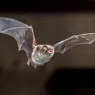 Bats are your neighbors too. Help NHM count them in LA