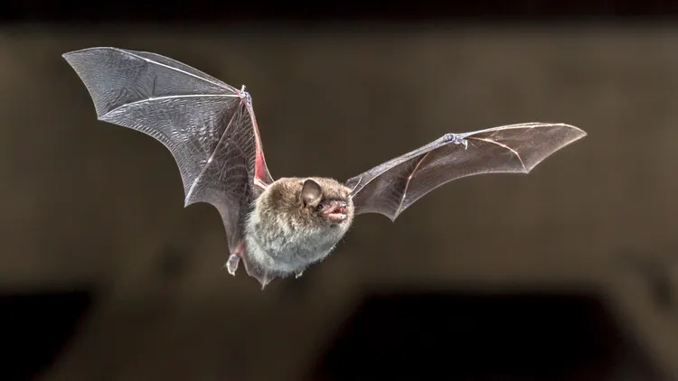 Bats are your neighbors too. Help NHM count them in LA