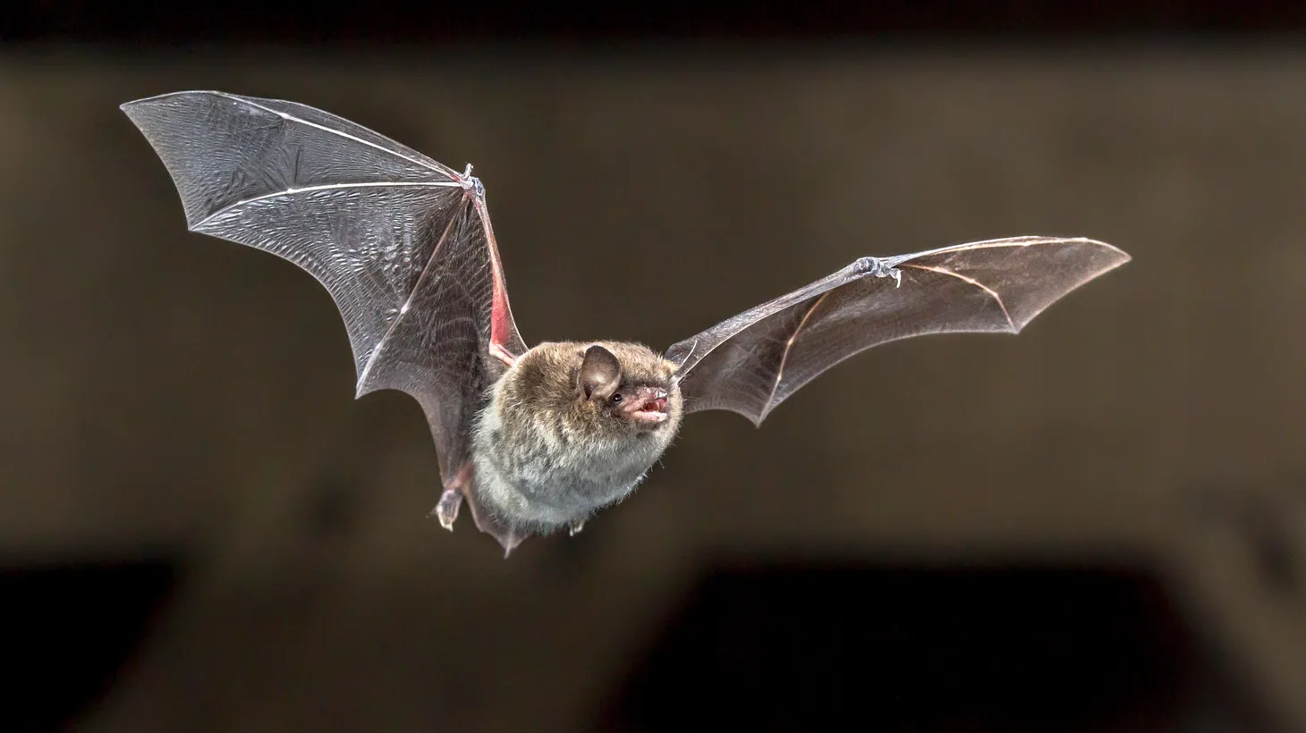 “[Bats have] been here for thousands and thousands of years … so let's do our part to make sure that they can stick around and be part of this community with us,” says Miguel Ordeñana.