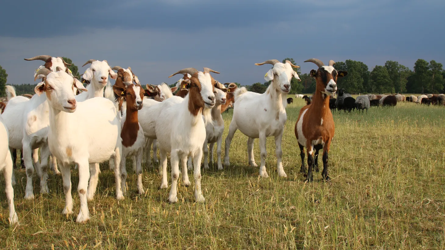 Goat grazing can be an environmentally-friendly alternative to the use of heavy machinery or herbicides for fire prevention.