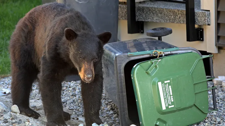 In sleepy Sierra Madre, an uptick in bears has spurred the city to declare the animal a “public safety threat.” But locals and officials aren’t sure how to handle the ursine explosion.