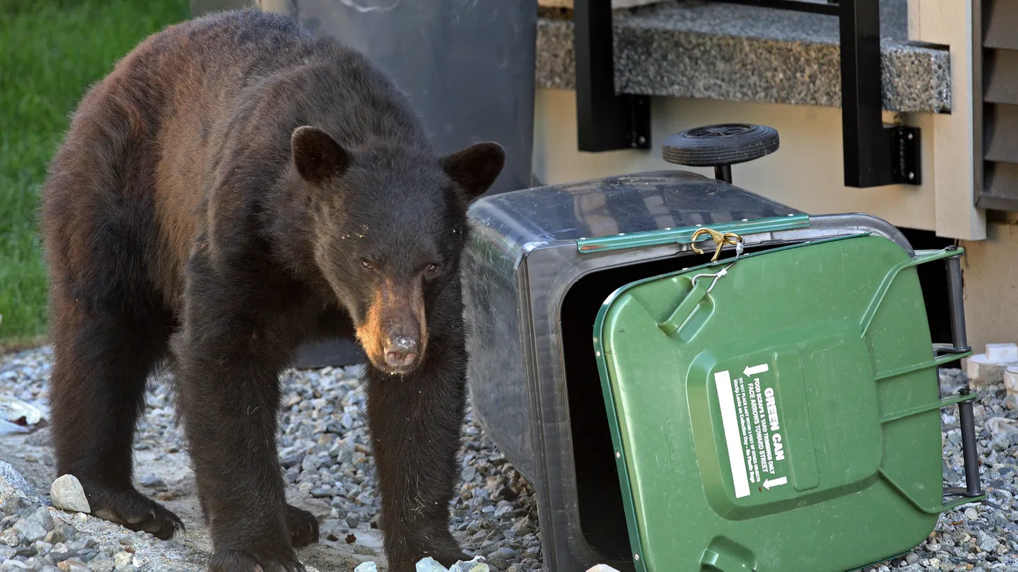 Encounters with black bears are on the rise in Sierra Madre, and while they are rarely aggressive, residents say they’re getting bolder about entering homes and yards.