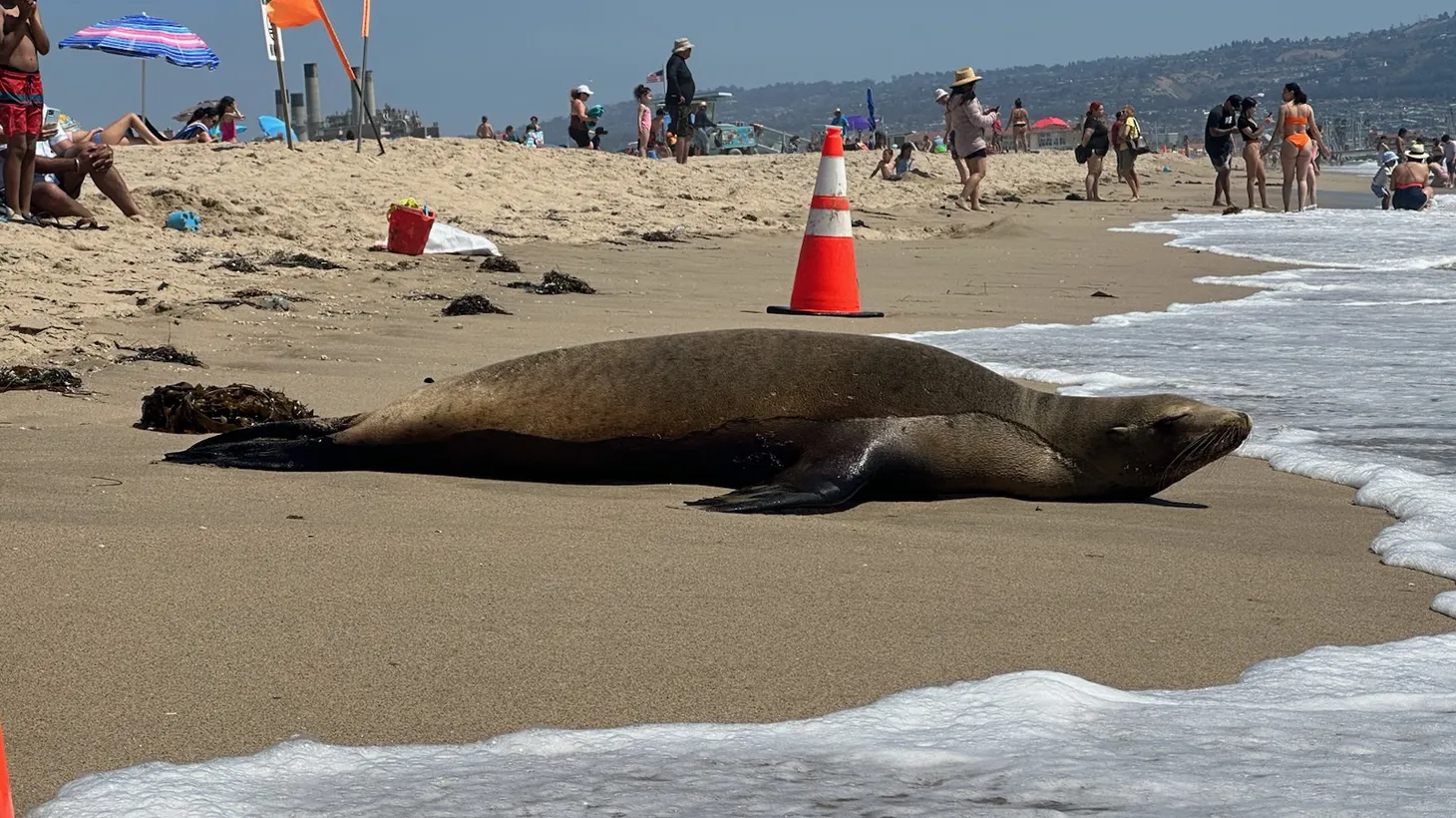 Sea lions have been found washed up on the beach due to toxic algal bloom poisoning.