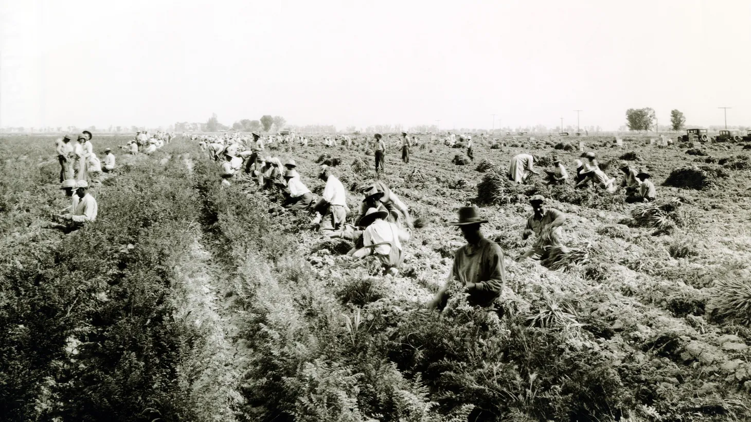 Dust Bowl refugees work the fields in California.