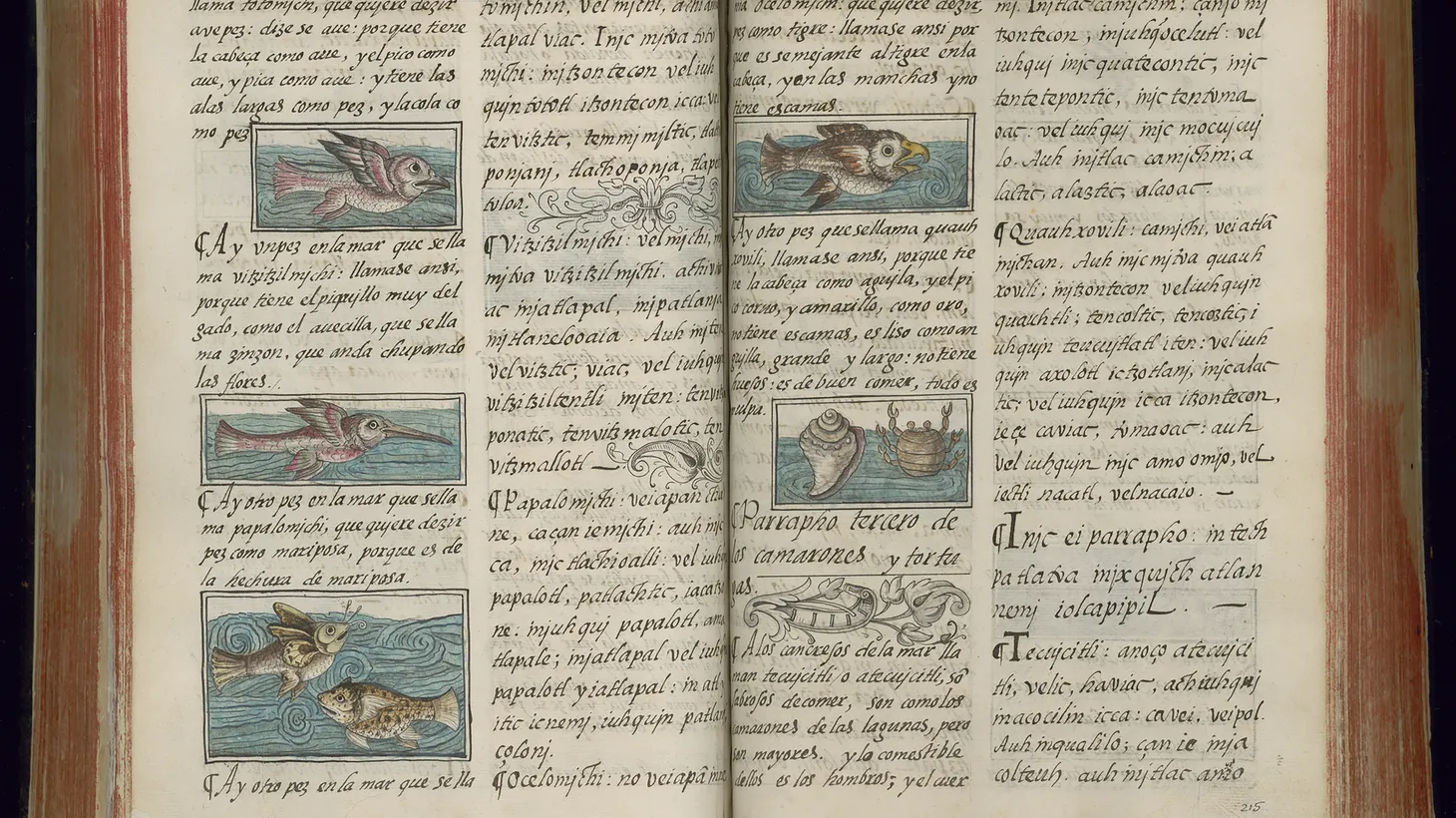 Pages from the Florentine Codex show water creatures.