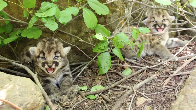 A litter of three female mountain lion kittens was found in the Simi Hills. Can they capture the public’s imagination like P-22, not to mention survive as long?