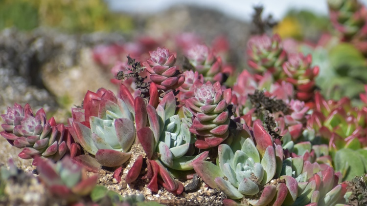 California state parks have been targeted by poachers seeking dudleya farinosa, a native succulent that helps stabilize coastal bluffs.