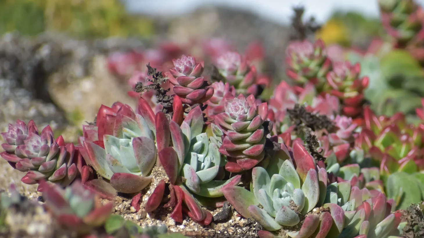 Poachers covet the dudleya farinosa succulent, which is native to the Northern California and Oregon coast. The small, flowering plants take years to mature and sell for hundreds of dollars or more on the overseas black market.