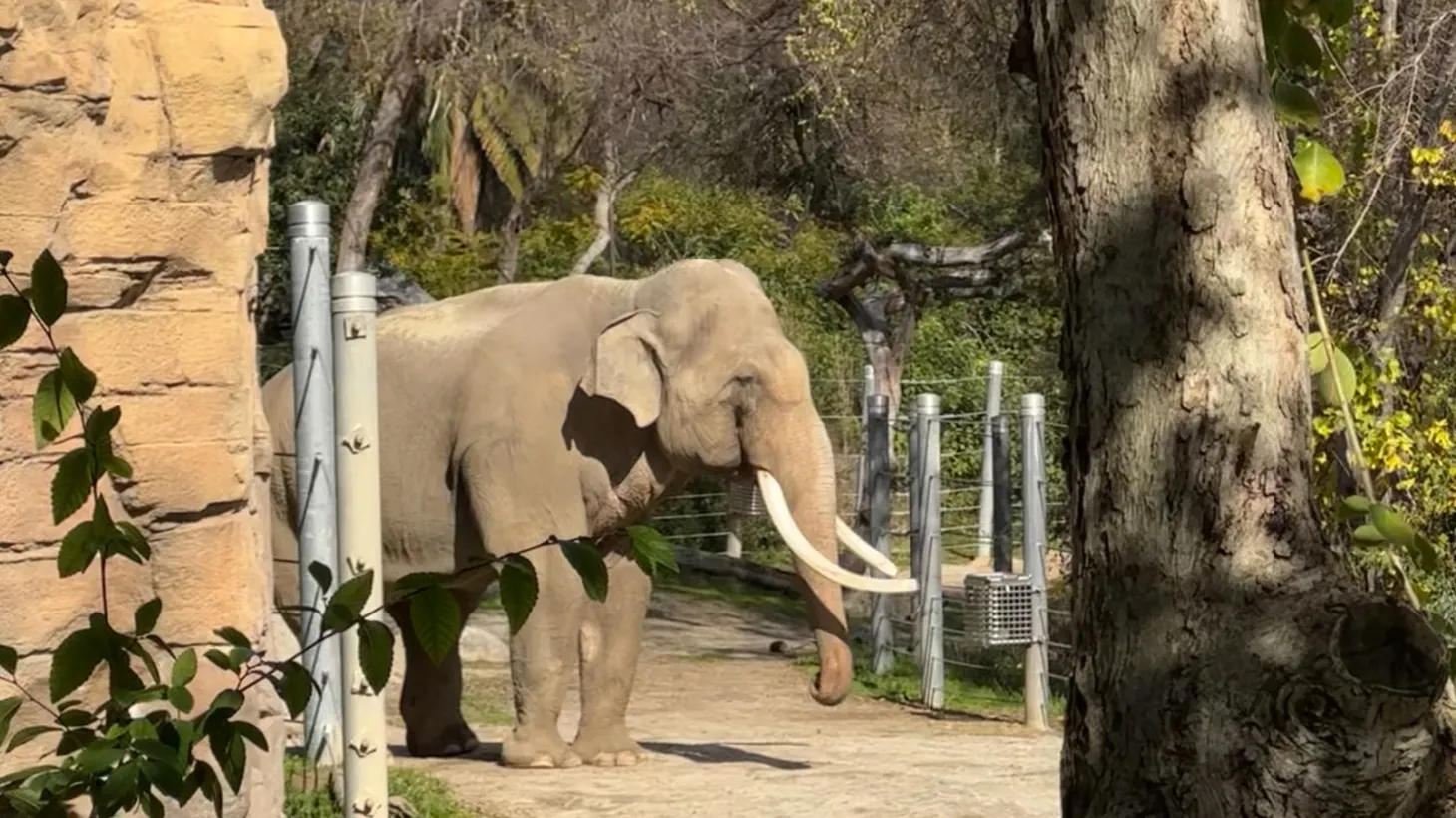 One of two surviving elephants at the LA Zoo stands in its habitat.