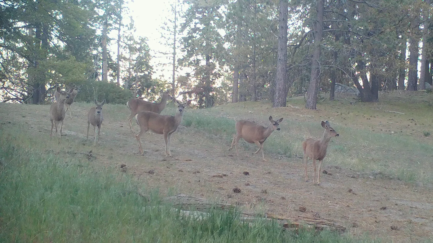 A herd of mule deer is seen roaming around Bear Mountain, part of the new Frank and Joan Randall Tehachapi Preserve.