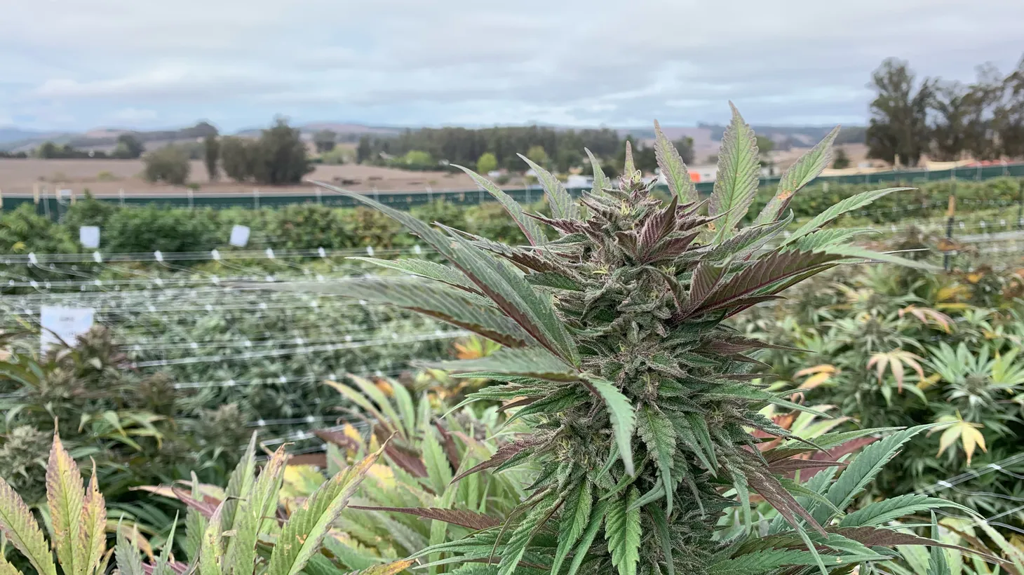 “There's not a flavor out there that you can't find a cannabis corollary for, and we're still on day one of strain development,” Leafly Senior Editor David Downs says of the best strains coming out of this year’s Croptober harvest.