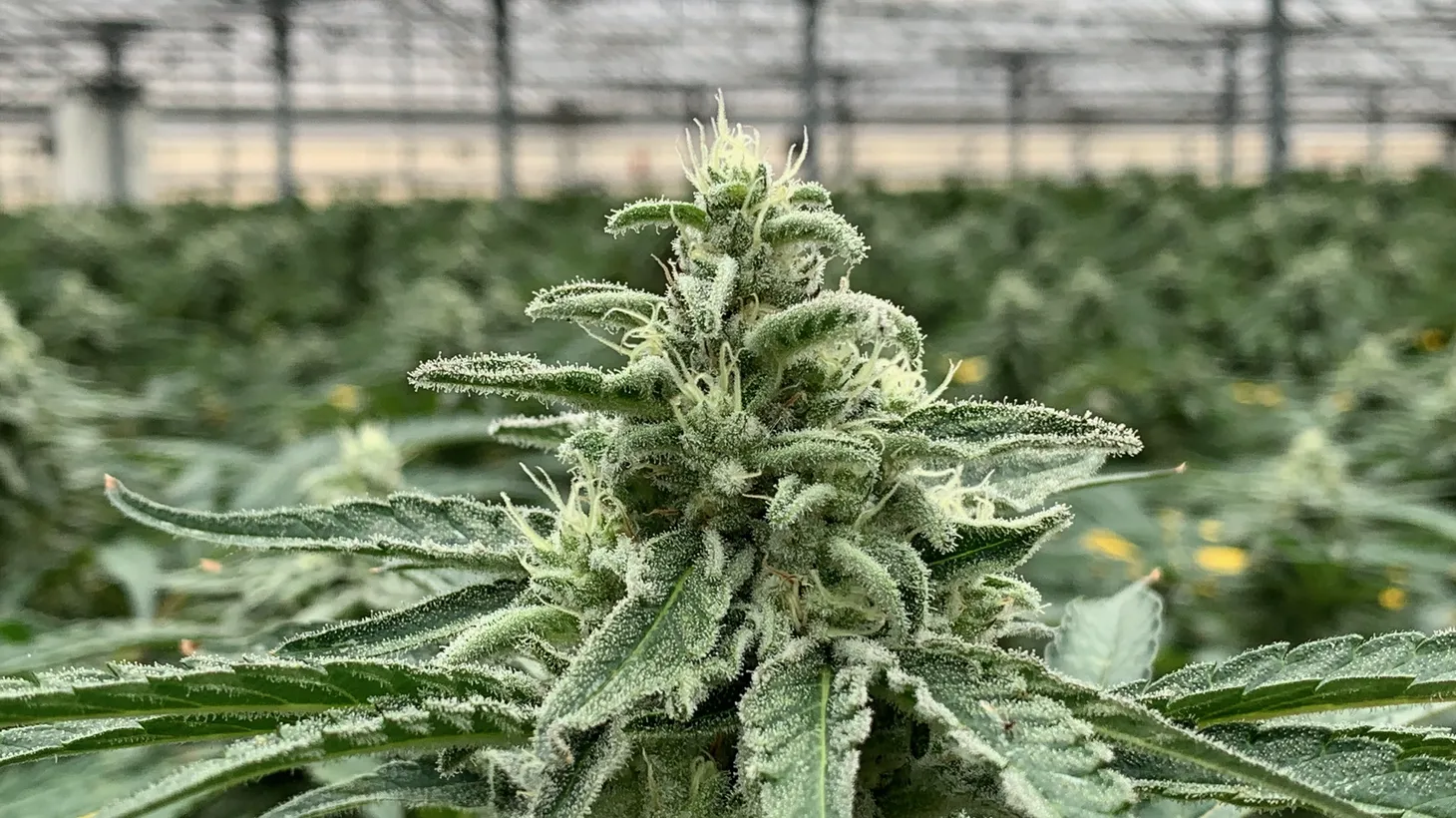 A cannabis flower is growing at Pacific Stone in Carpinteria, California. “This is the most substantial tweak to legalization since Prop 64 passed,” Leafly Senior Editor David Downs says of the move by Governor Gavin Newsom and the state Legislature to restructure California’s cannabis taxes.
