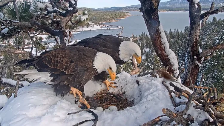 Tens of thousands of bird enthusiasts are watching Jackie and Shadow, a bald eagle pair, on a live camera. With three eggs laid, hatch time is imminent.