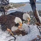 When will eagle eggs hatch? Big Bear residents wait on edge