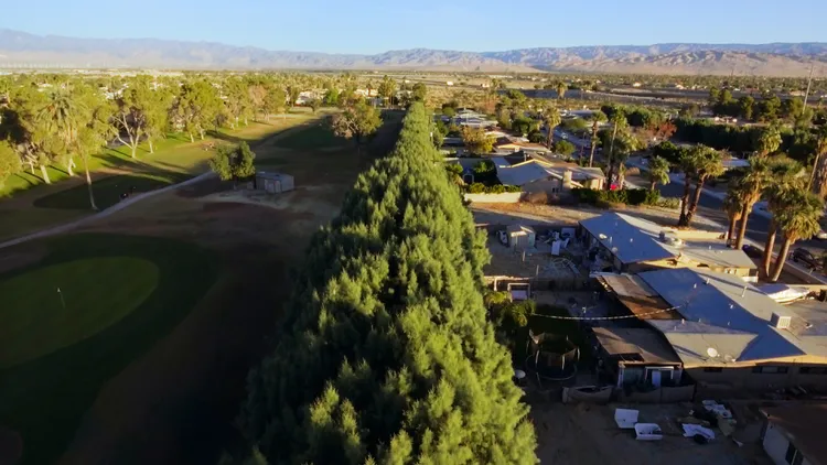A row of tall trees separating a golf course from a historically Black neighborhood in Palm Springs is the subject of a new PBS documentary called “Racist Trees.”