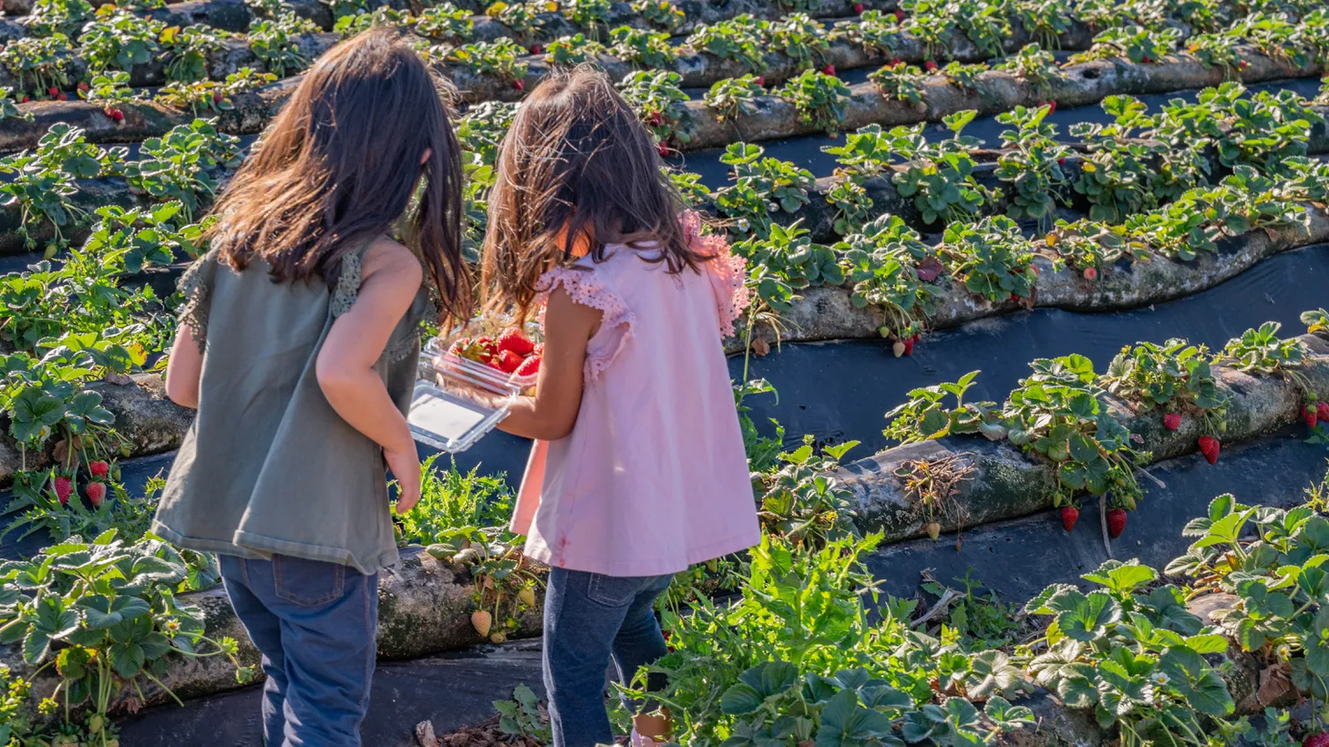 Girls pick strawberries at Tanaka Farms in Irvine, California.