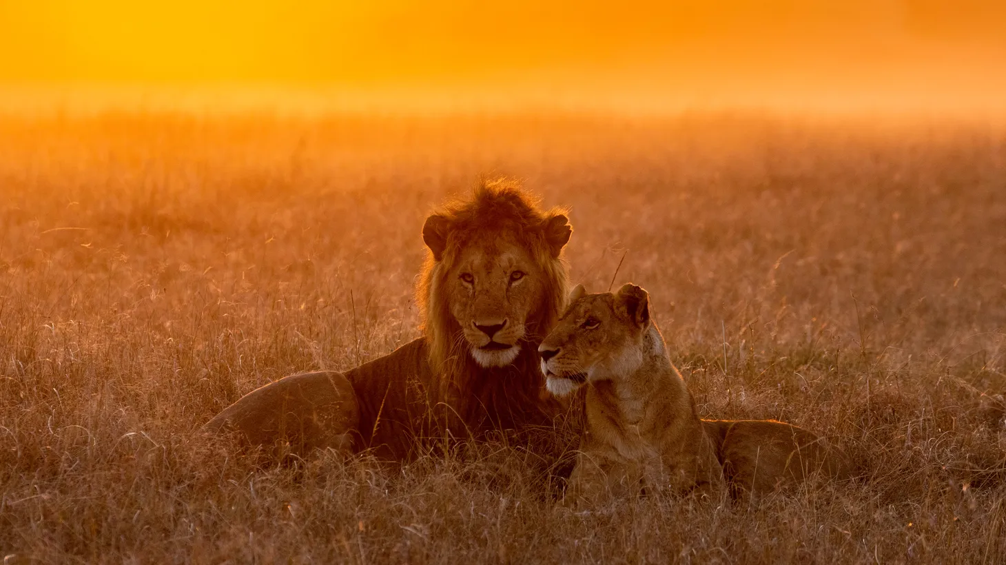 Research shows that a dark mane absorbs a lot of heat, and lions must expend more energy to do normal things when it’s hotter. However, lionesses are drawn to darker manes since they traditionally show good fitness and health. That’s all according to writer Kasha Patel.
