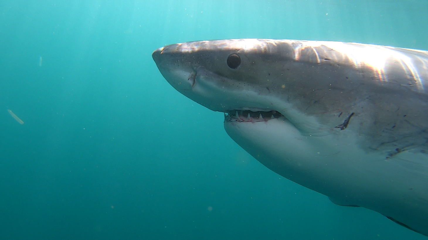 A great white shark appears in Monterey Bay. “White sharks live to be 50 to 70 years old. So their juvenile life stages are very important,” says Barbara Block, professor of marine science at Stanford.