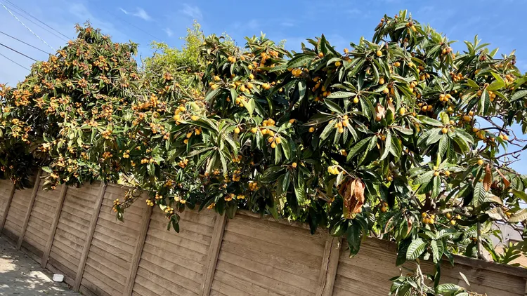 Loquat trees seem to be everywhere in SoCal this season. Eat the egg-shaped, apricot-colored fruits fresh off trees, or use them to make jams, syrups, chutney, and more.