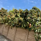 Loquats: Perfect fruit to eat fresh off trees, no need to peel