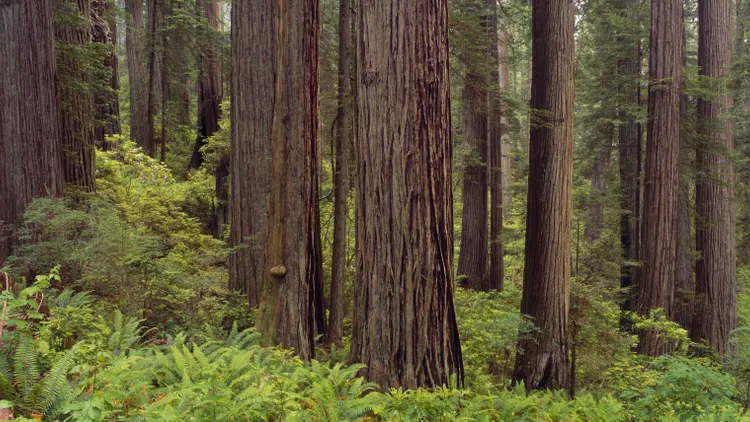 California’s redwoods are some of the oldest and largest trees in the world. Some activists and scientists are hoping to save them by planting new redwoods in other places.
