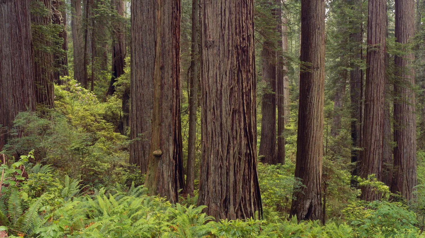 California’s Jedediah Smith Redwood State Park is home to old-growth redwoods.
