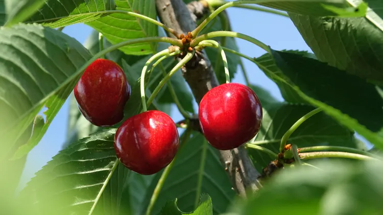 Chow down on cherries — dozens of varieties exist — while they’re still in markets for the next few weeks. Use them in pudding, salads, pies, and more.