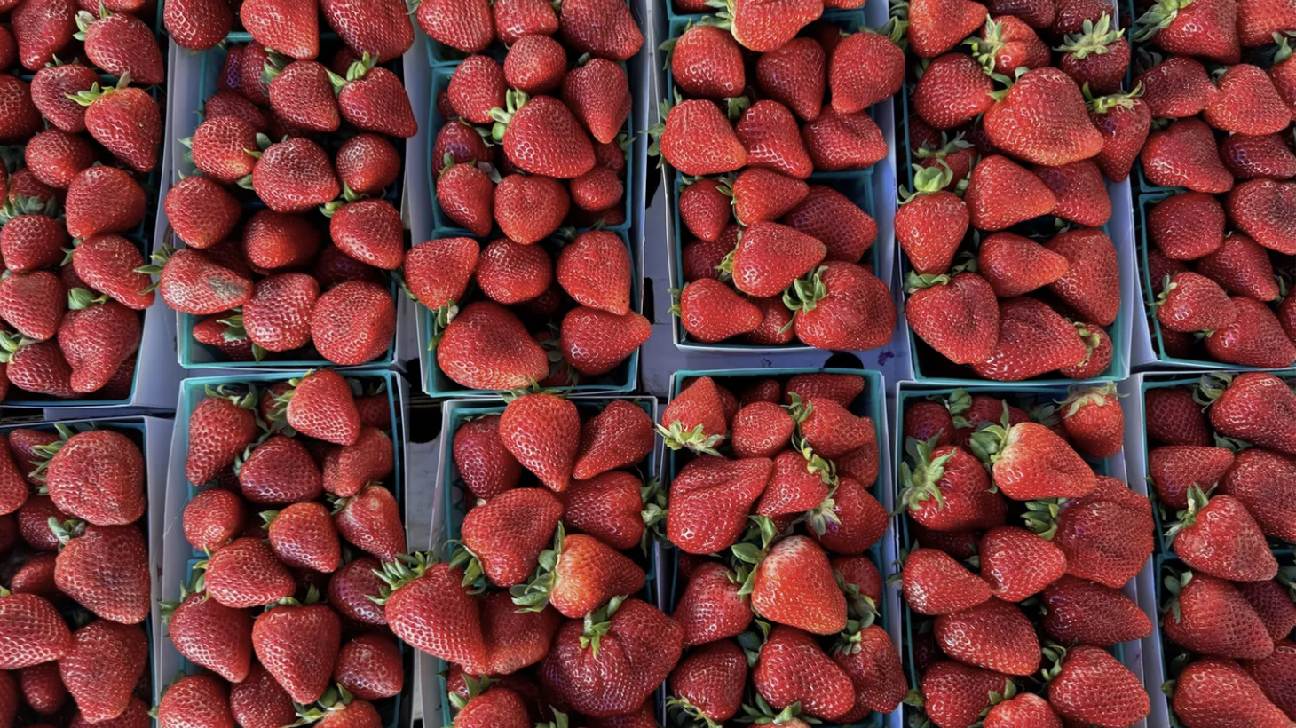 Gaviota strawberries from Tamai Family Farms are available at the Santa Monica Farmers Market.