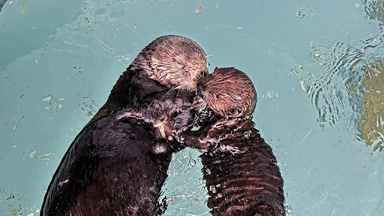 The Monterey Bay Aquarium has been fostering abandoned sea otter pups for later release into the wild.