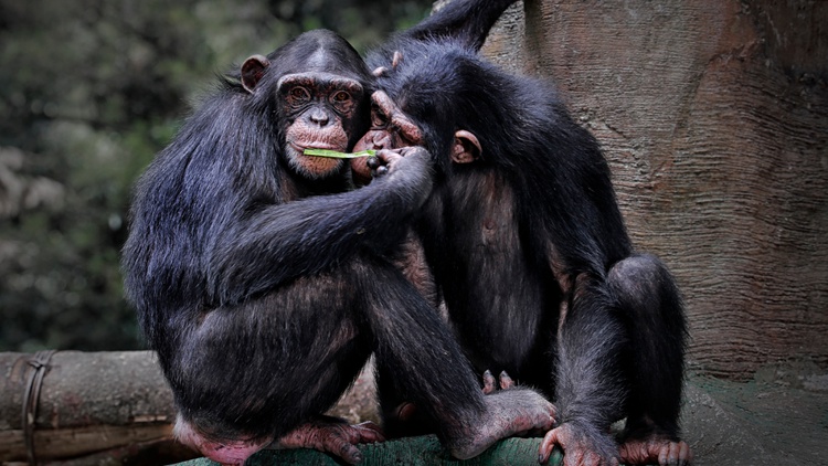 What can humans learn about sex and gender from chimpanzees and bonobos? That’s the focus of a new book by primatologist Frans de Waal.