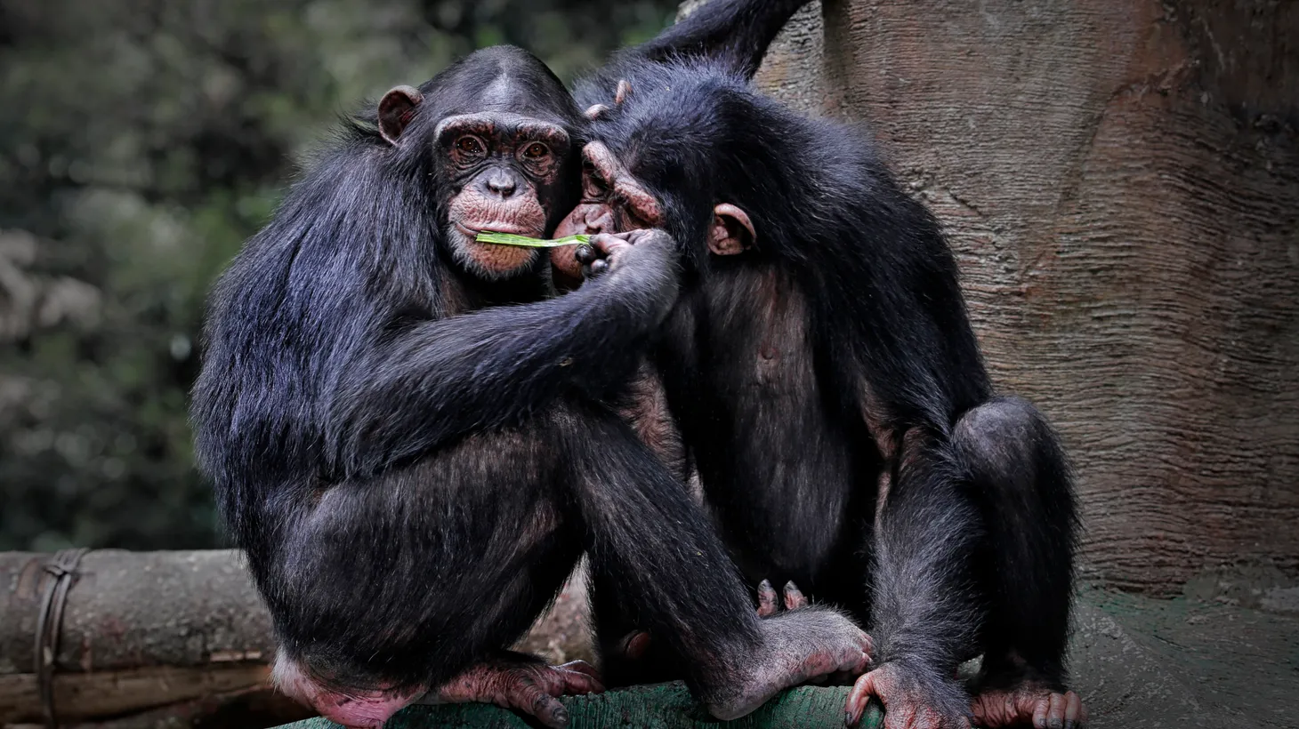 “In all the primates, we see some homosexual activity. And so that's also why that whole argument that homosexual behavior is unnatural … that really doesn't hold up very well,” says Frans de Waal, professor of primate behavior in the Department of Psychology at Emory University.