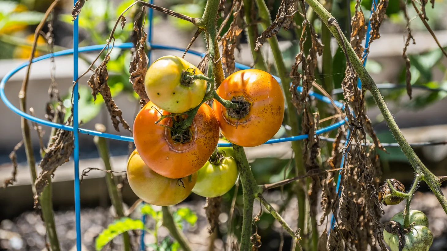 Dying tomatoes hang from vines on a hot day in the summer.