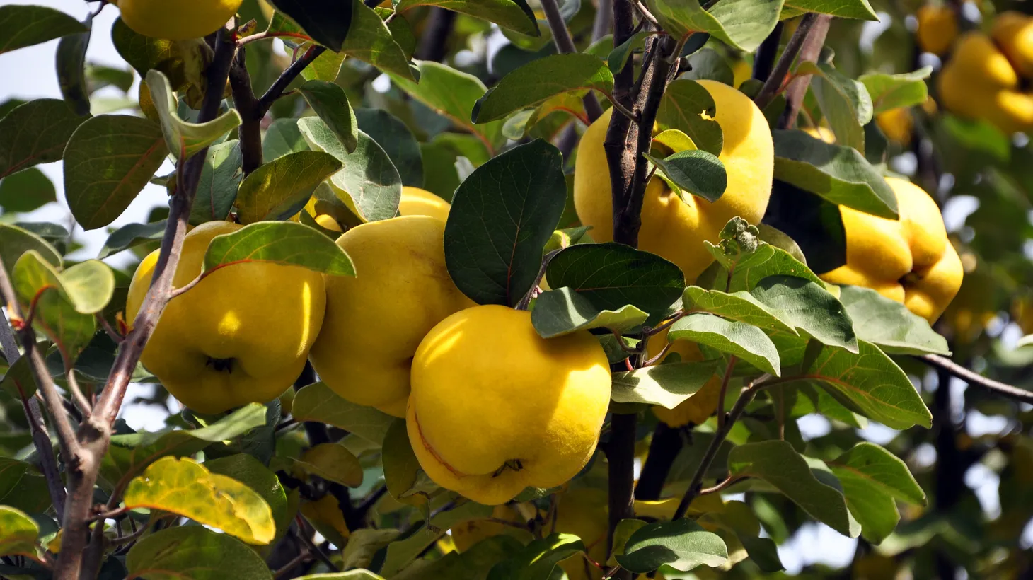Ripe quinces appear on the tree.