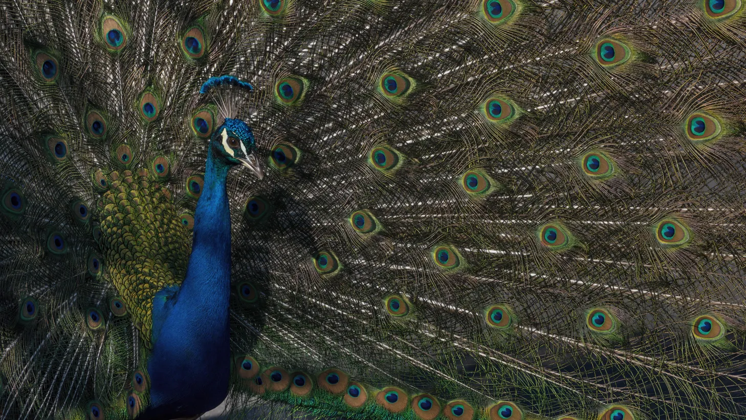 Peacocks were first imported to Southern California in the late 1800s.