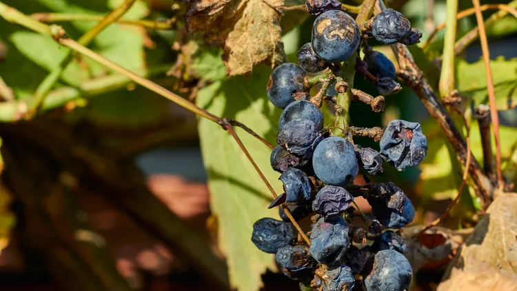 Can winemakers survive climate change?