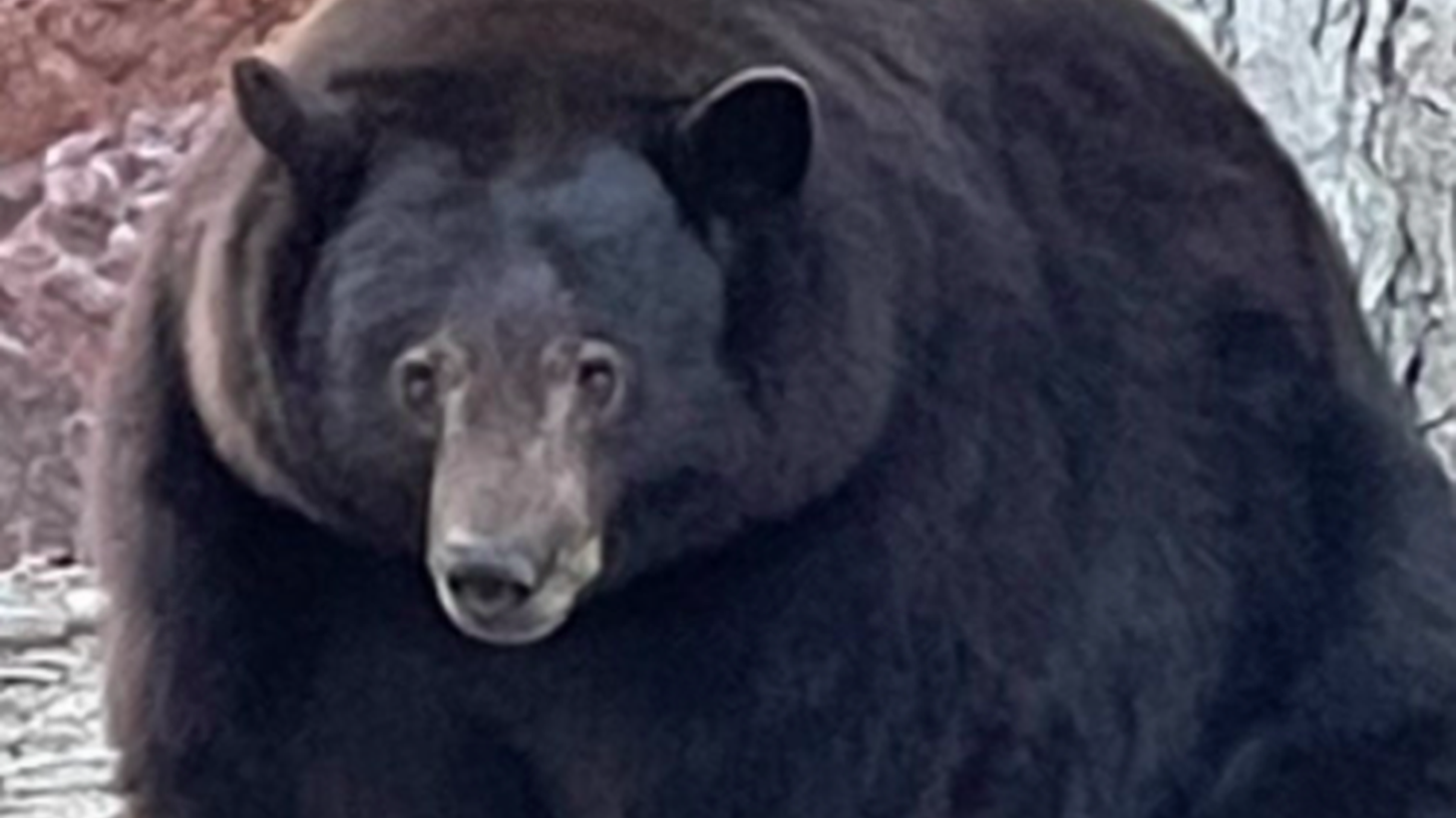 South Lake Tahoe resident “Hank the Tank” is a 500-pound black bear known for breaking into his neighbors’ refrigerators.