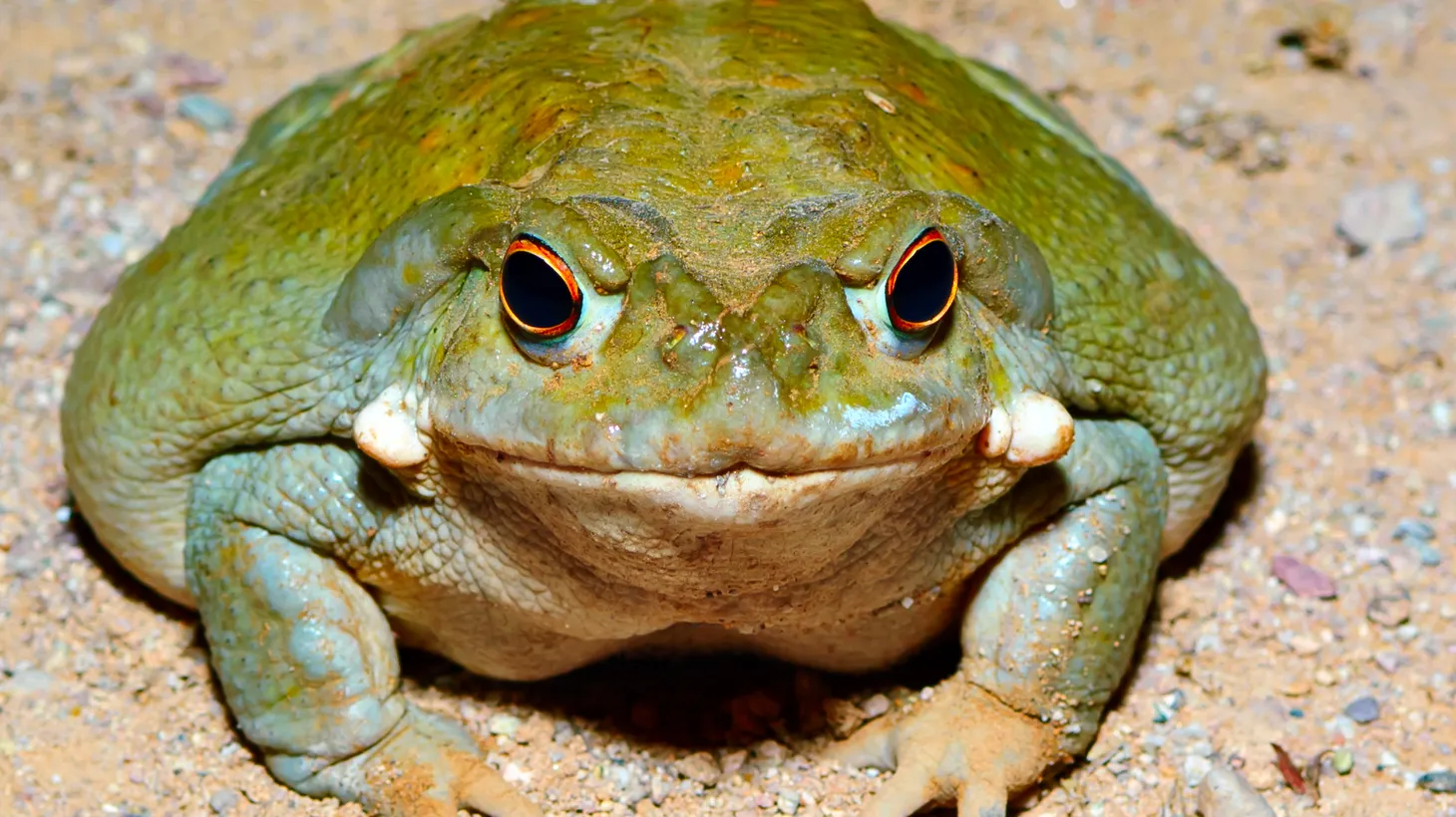 Do not lick the Sonoran Desert Toad, which releases bufotenin toxins as a defense.
